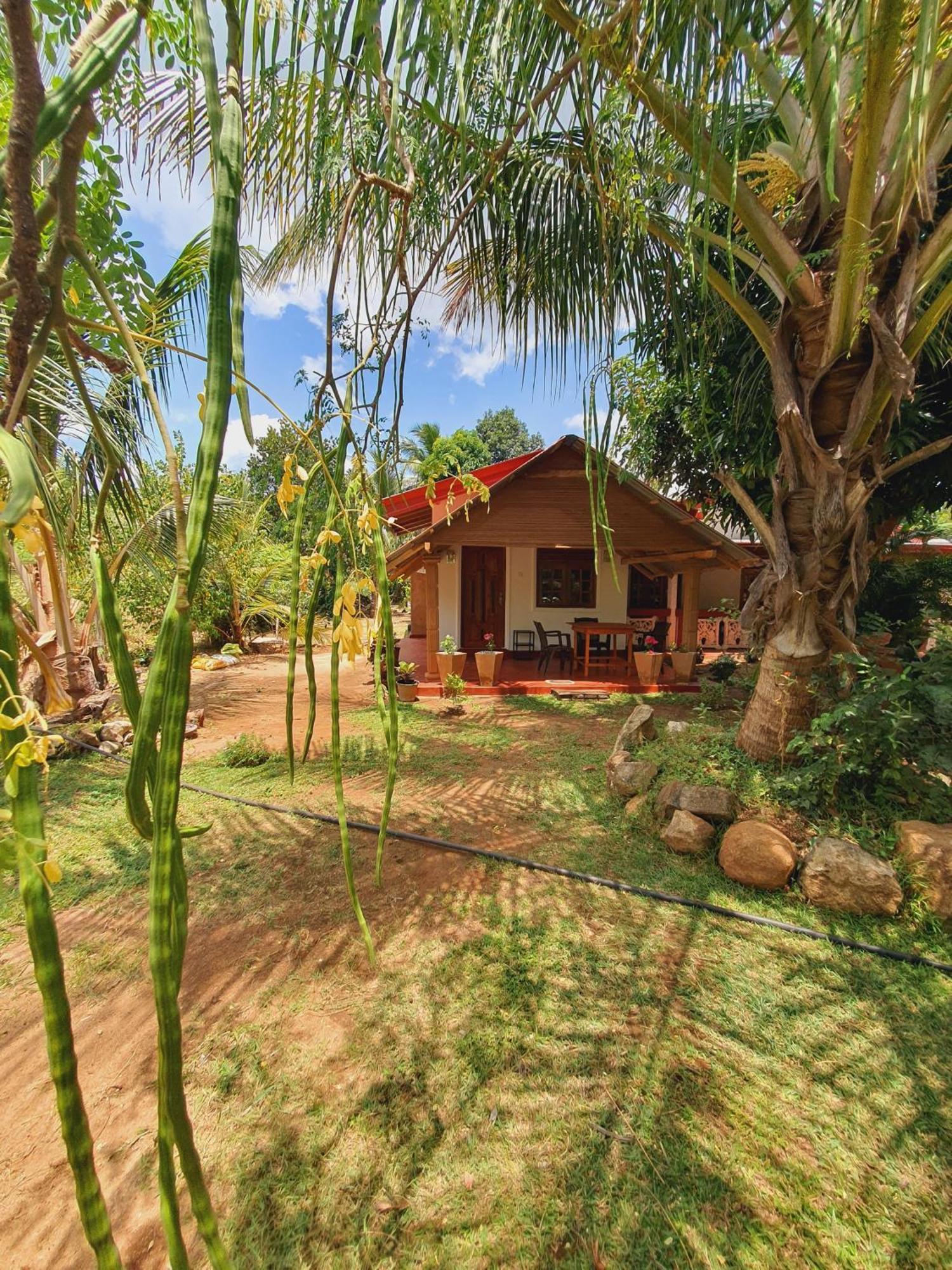Jungle Eco Lodge & Safari シギリヤ エクステリア 写真