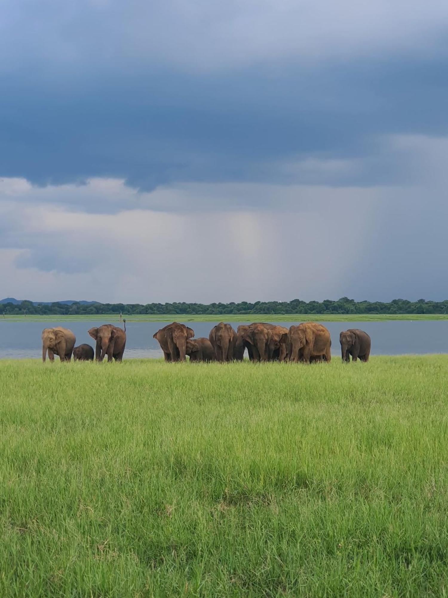 Jungle Eco Lodge & Safari シギリヤ エクステリア 写真