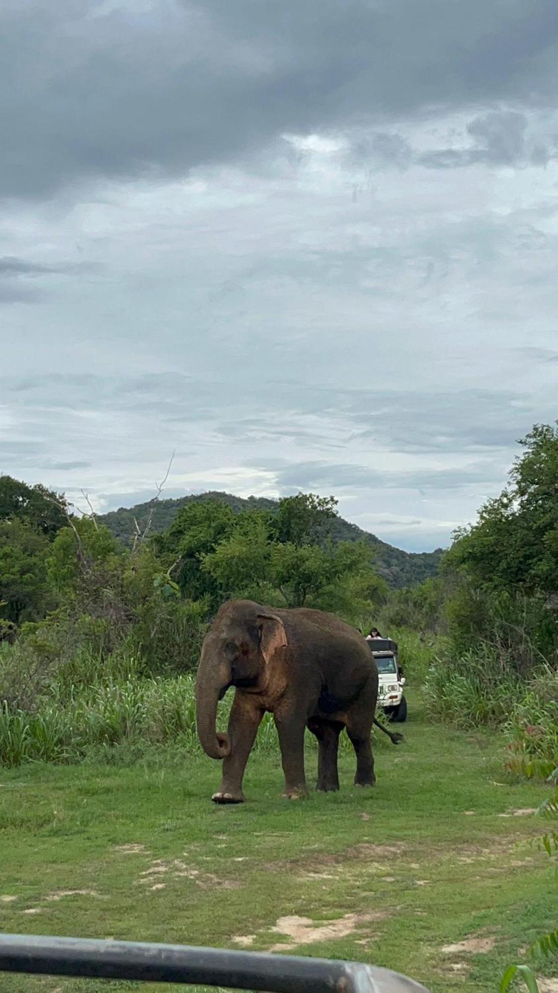 Jungle Eco Lodge & Safari シギリヤ エクステリア 写真