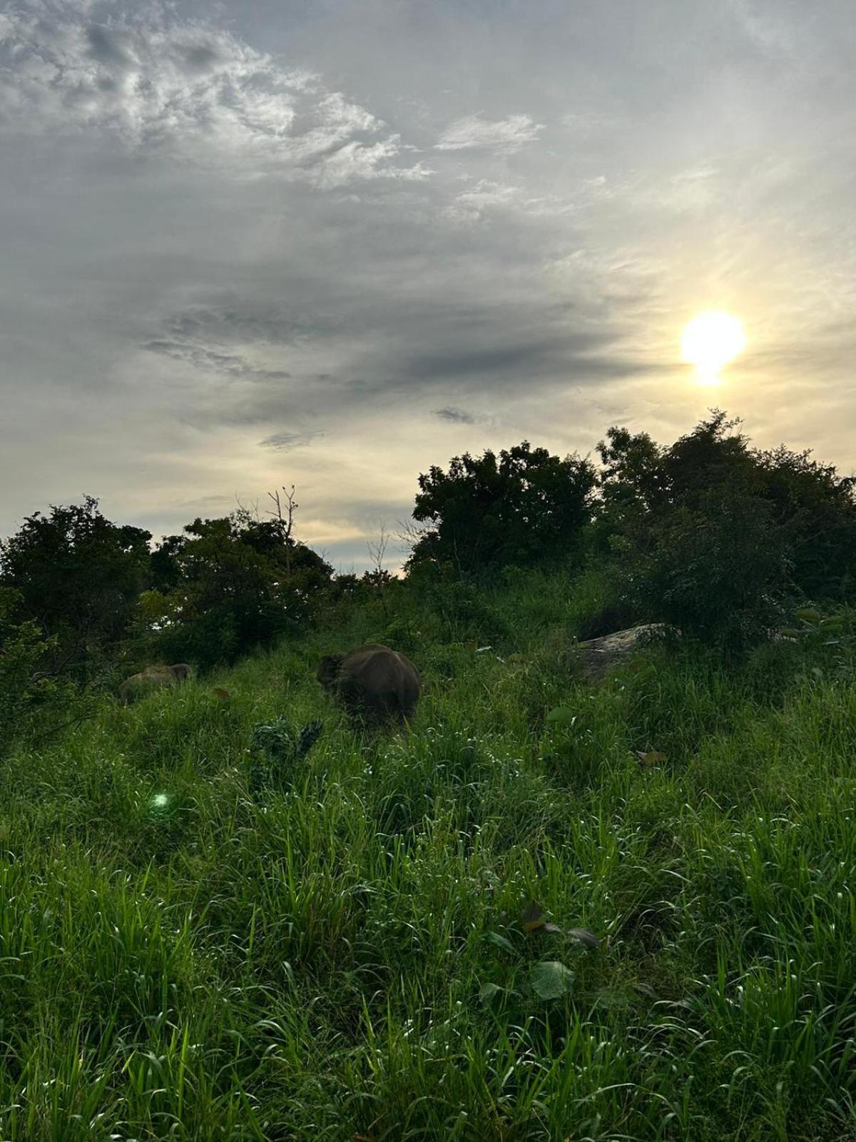 Jungle Eco Lodge & Safari シギリヤ エクステリア 写真