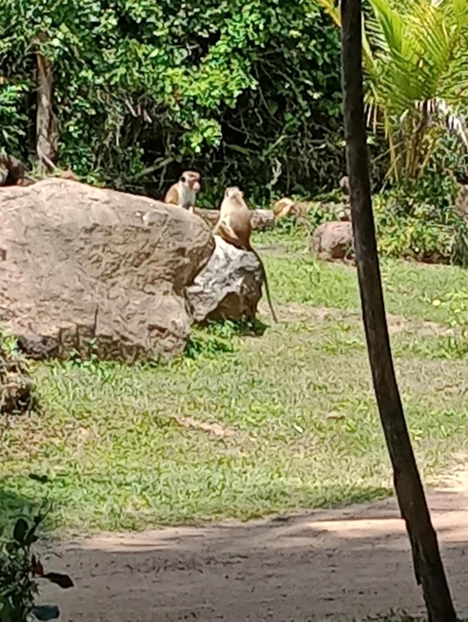Jungle Eco Lodge & Safari シギリヤ エクステリア 写真